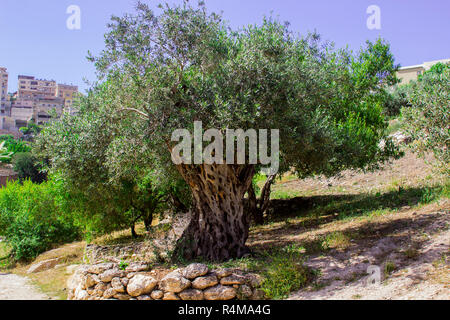 Einen alten Olivenbaum auf einer Terrasse in Nazareth Village Israel im Freilichtmuseum von Nazareth Village Israel. Diese Seite bietet einen authentischen Look Stockfoto