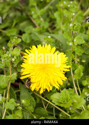Eine wunderschöne gelbe Löwenzahn Kopf Blume Nahaufnahme im Detail Makro mit einer Biene auf der Seite der Blume ruhen und Pollen sammeln Honig zu machen, schöne Farben Gelb und Grün gestochen scharf und deutlich. Stockfoto