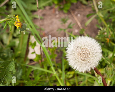 Eine Nahaufnahme von einem weißen Löwenzahn Kopf im Frühjahr auf seinen Stamm intakt und voll bilden einen Wunsch und es weg Schlag mit unscharfen Hintergrund und Bokeh Stockfoto