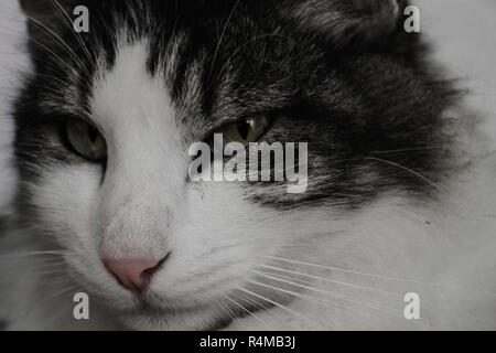 Eine Katze auf der Suche ernsthafte Stockfoto