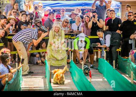 Zwei Wettbewerber rennen die Ziellinie als ihre Besitzer und die Zuschauer feuern Sie an einem kleinen Hund Rennen in Huntington Beach, CA. Stockfoto