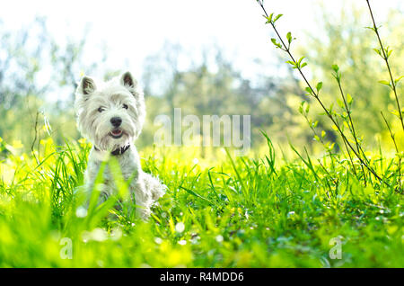 Weißer Hund auf dem Gras Stockfoto