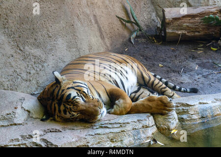 Malaiische Tiger (Panthera tigris Lormieri), San Diego Zoo, Balboa Park, California, United States. Stockfoto