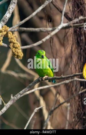 Blau - gekrönte hängenden Papagei (loriculus galgulus), San Diego Zoo, Balboa Park, California, United States. Stockfoto