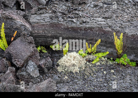 Hawaii Volcanoes National Park, Hawaii - Pflanzen wachsen auf einem alten Lavastrom von der Kilauea. Stockfoto