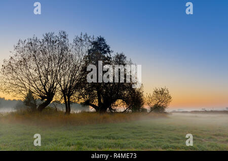 Die herbstlichen Sonnenaufgang auf einem mittlerem - Wald Wiese. Lasocin, Polen, Masowien Provinz. Stockfoto