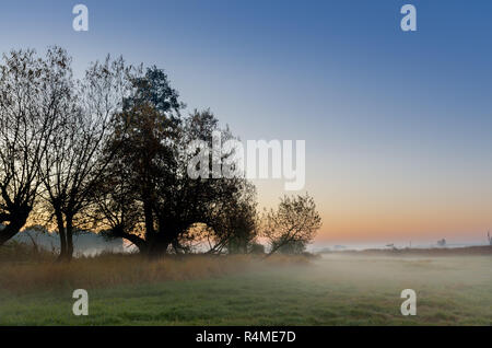 Die herbstlichen Sonnenaufgang auf einem mittlerem - Wald Wiese. Lasocin, Polen, Masowien Provinz. Stockfoto