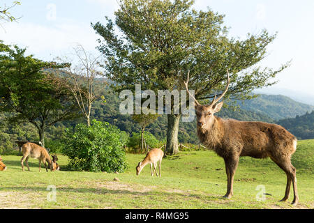 Wild Hirsch Hirsche auf Berg Stockfoto