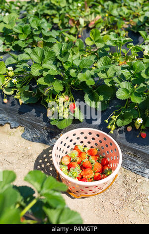 Korb mit frischen Erdbeeren auf dem Feld Stockfoto