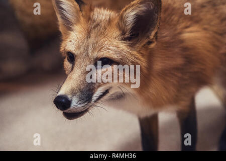 Schöne Red fox Stockfoto