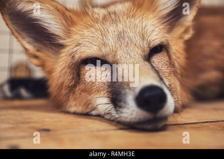 Schöne Red fox Stockfoto