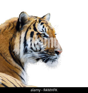 Tiger portrait Aquarell Stockfoto