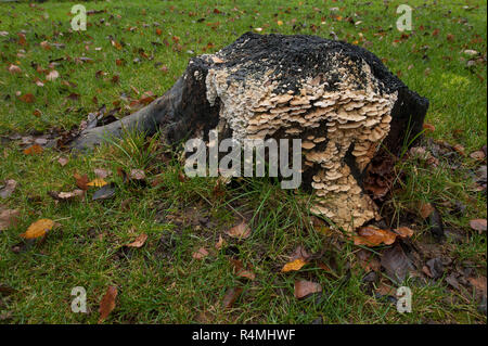 Die Jungen entwickeln sich überlappende Rosetten von Baumpilzen auf einem Carbonisiert verbrannte Asche stumpf langsam verfallenden das Holz über seine Hyphen, Polyporales Stockfoto