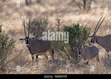 Gemeinsame Beisa Oryx (Oryx beisa) in Kenia, Afrika Stockfoto