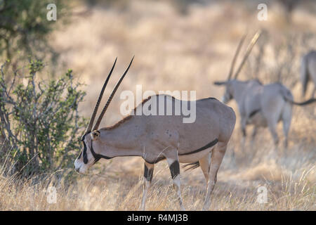 Gemeinsame Beisa Oryx (Oryx beisa) in Kenia, Afrika Stockfoto