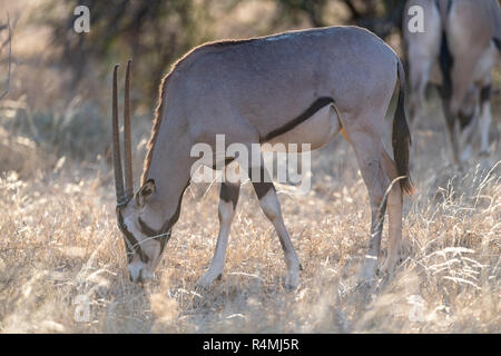 Gemeinsame Beisa Oryx (Oryx beisa) in Kenia, Afrika Stockfoto