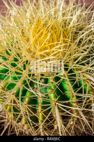 Dornen im Cactus Stockfoto