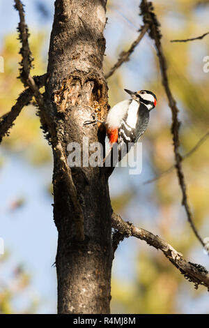 Buntspecht im Baum Stockfoto