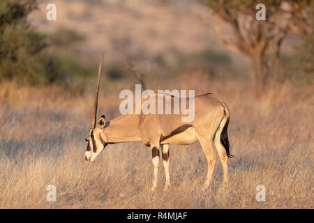 Gemeinsame Beisa Oryx (Oryx beisa) in Kenia, Afrika Stockfoto