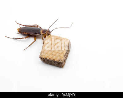 Ansicht von oben closeup Kakerlake auf die Schokolade Wafer. Schaben sind Träger der Krankheit. Stockfoto