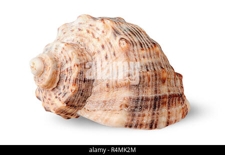 Seashell Rapana Seitenansicht gedreht Stockfoto