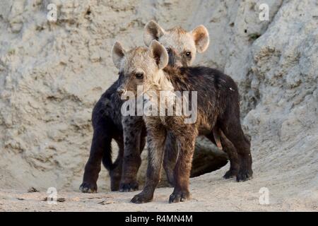 Cute Hyäne cubs Stockfoto