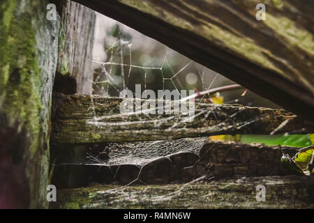 Morgentau auf ein Spinnennetz in einem hölzernen Tor, Woodbury, East Devon, Südwest-England, Vereinigtes Königreich. Stockfoto