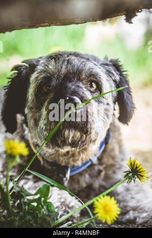 Kleiner Hund im Garten Stockfoto