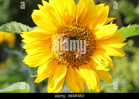 Nahaufnahme einer Sonnenblume mit honigbienen Stockfoto