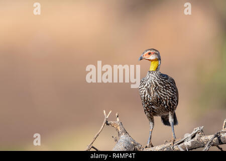 Gelb-necked spurfowl (Francolinus leucoscepus) in Kenia, Afrika Stockfoto