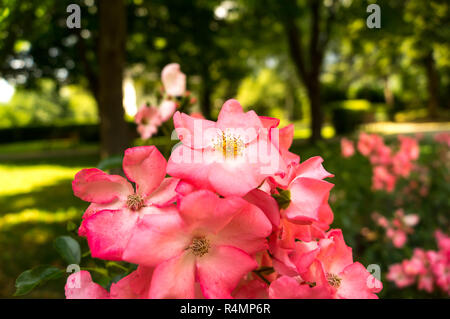 Rosa Canina, die gemeinhin als der Hund bekannte Rose Stockfoto