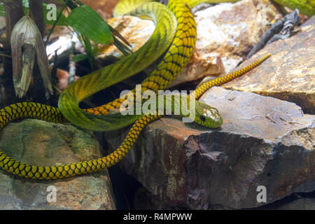 West African Green Mamba oder Western Green Mamba (Dendroaspis viridis), San Diego Zoo, Balboa Park, California, United States. Stockfoto