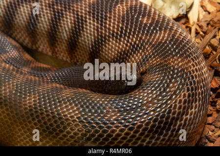 Black-headed Python (Aspidites melanocephalus), San Diego Zoo, Balboa Park, California, United States. Stockfoto