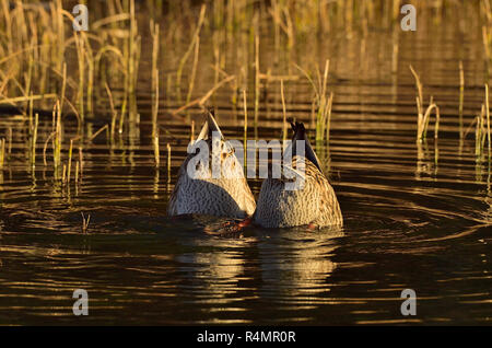 Zwei Stockenten (Anas platyrhynchos) mit der Oberseite nach unten Fütterung in einem sumpfigen Gebiet in der Nähe von Hinton Alberta Kanada Stockfoto