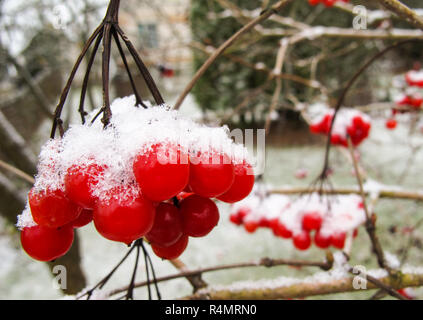 Malerische Bündel von roten Beeren der viburnum mit weißen Schnee im Garten Stockfoto