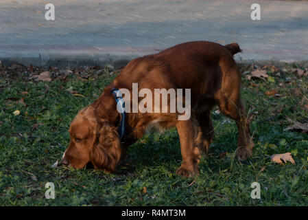 Hunderasse Cocker Spaniel läuft und spielt auf dem grünen Rasen auf dem Fußweg. der Welpe Hund etwas schnüffeln im Gras Stockfoto