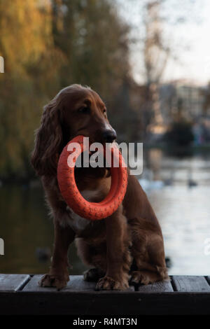Hunderasse Cocker Spaniel posiert auf einer Bank sitzen, einen Vorstand und halten, die in die Zähne eines großen roten Ring auf dem Hintergrund der See, Bäume, Stockfoto