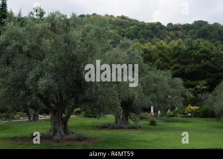 Park mit einem Pfad in den Hintergrund, ein Clearing. Auf der Wiese große, schöne alte Olivenbäume, Sträucher beschnitten Gärtner Kugeln. Im Hintergrund Es gibt Nadelbäumen, Palmen und Berge, auf denen Bäume wachsen. die Jahreszeit der Herbst. grauer Himmel. Stockfoto