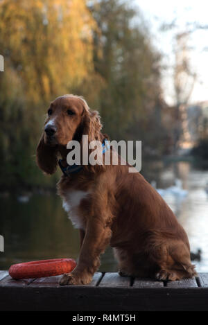 Hunderasse Cocker Spaniel posiert auf einer Bank sitzen, einen Vorstand und halten, die in die Zähne eines großen roten Ring auf dem Hintergrund der See, Bäume, Stockfoto