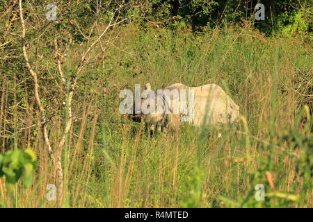 Ein Nashorn gehörnten in Chitwan Nationalpark in Nepal Stockfoto