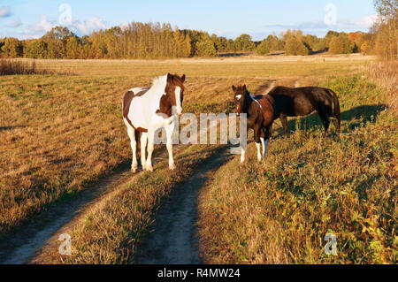 Pferde im Feld, weißes Pferd mit roten Flecken, Pferd und Fohlen Stockfoto