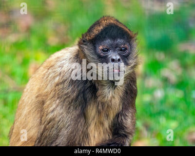 Schwarz - übergeben Spider monkey Ateles geoffroyi Stockfoto