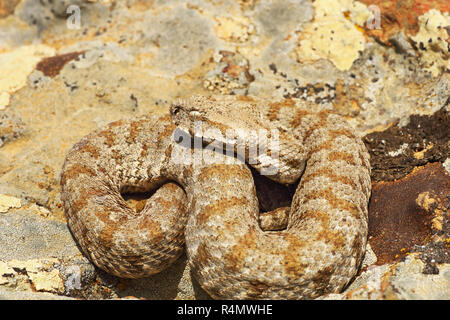 Schönen Milos viper Basking in natürlicher Umgebung (Macrovipera lebetina Wegen) Stockfoto