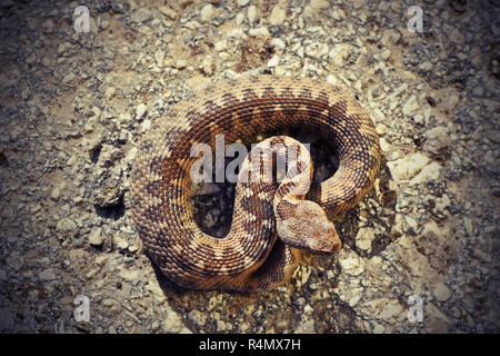 Gefährliche europäische Nase horned Viper Sonnenbaden auf den Stein (Vipera ammodytes) Stockfoto