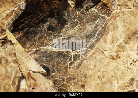 Detail von Serpula lacrymans Myzel, das aggressive Hausschwamm Stockfoto