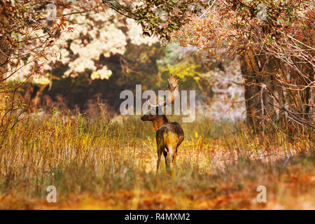 Damwild Buck im schönen Herbst Wald Einstellung (Dama Dama, wildes Tier im natürlichen Lebensraum, in der paarungszeit) Stockfoto