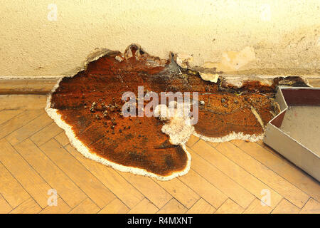 Fruchtkörper von hausschwamm wachsen auf Parkett (Serpula lacrymans) Stockfoto