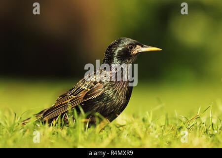 Volle Länge common Starling auf Rasen (Sturnus vulgaris) Stockfoto