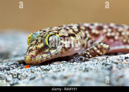 Mediterranes Haus Gecko portrait (Hemidactylus turcicus) Stockfoto