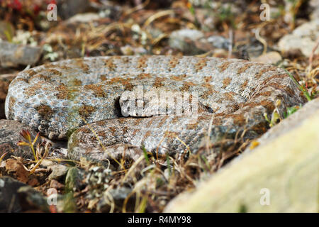 Milos viper Basking in natürlicher Umgebung, volle Länge Reptile (Macrovipera lebetina Wegen, eine der seltensten und die meisten europäischen giftige Schlangen Stockfoto